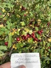Crataegus monogyna