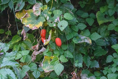 Trichosanthes cucumeroides