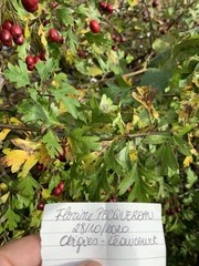 Crataegus monogyna
