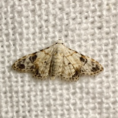 Araeopteron epiphracta