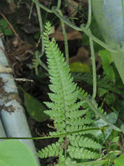 Microlepia substrigosa