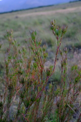 Leucadendron flexuosum