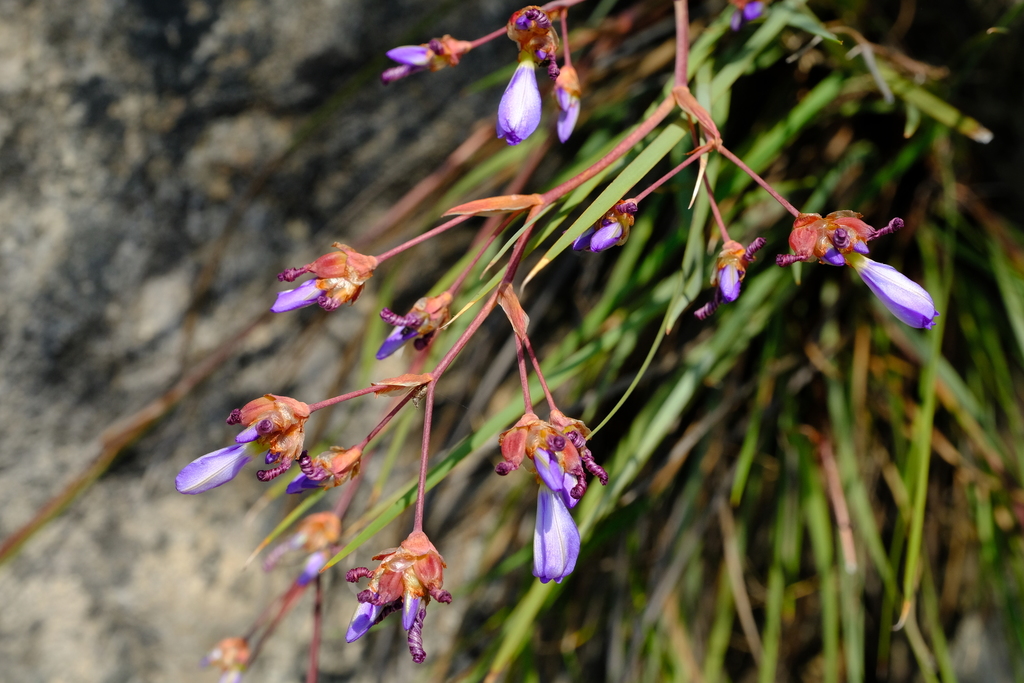 Aristea rupicola