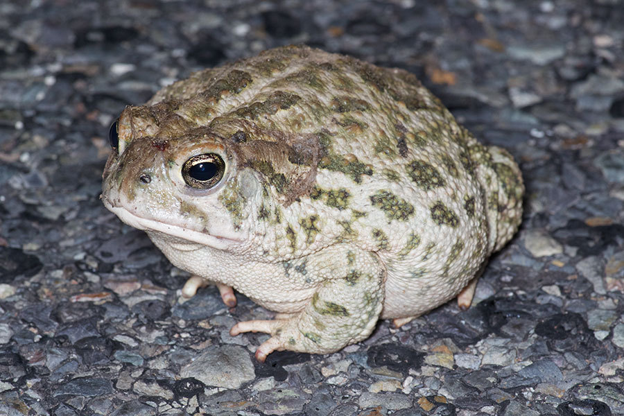 Great Plains Toad (Mammals, Amphibians, & Reptiles of the Mojave) ·  iNaturalist