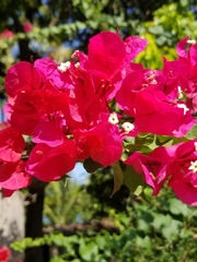 Bougainvillea