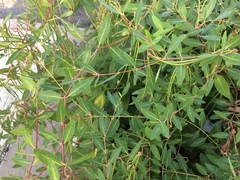 Apocynum cannabinum