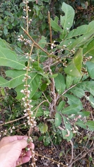 Deinbollia borbonica