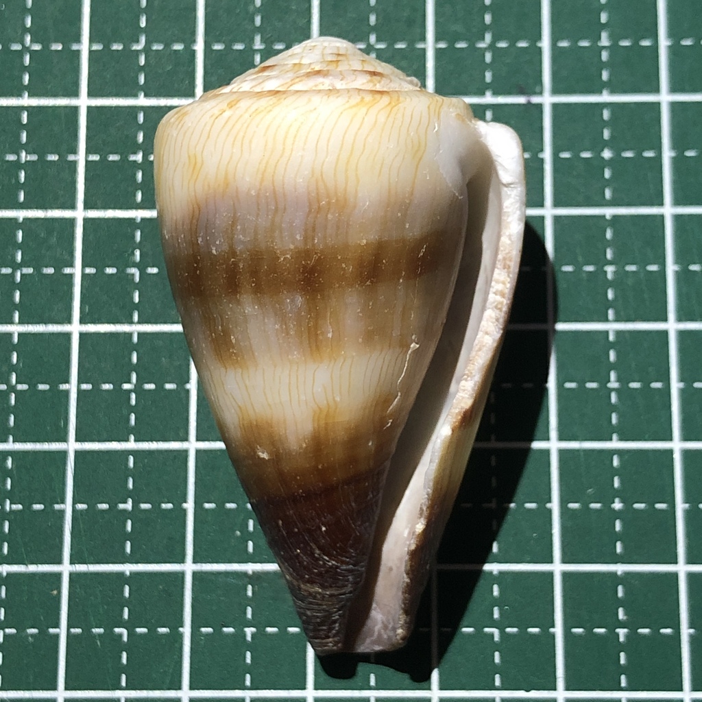 Soldier cone