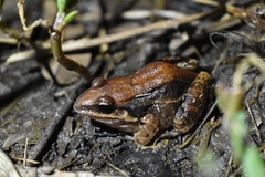 Leptodactylus elenae