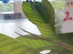 Anastrus sempiternus