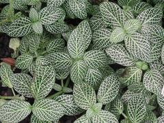 Fittonia
