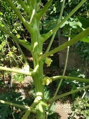 Carica papaya