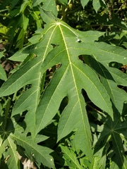 Carica papaya