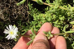 Delosperma inconspicuum