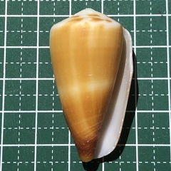 Conus planorbis