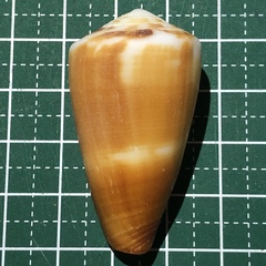 Conus planorbis