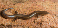 Riopa albopunctata