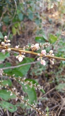 Deinbollia borbonica