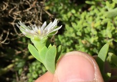 Delosperma inconspicuum