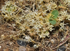 Cuscuta umbellata