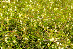 Coleonema juniperinum