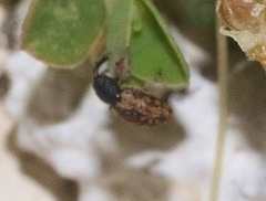 Smicronyx sculpticollis