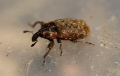 Acallopistus guttatus