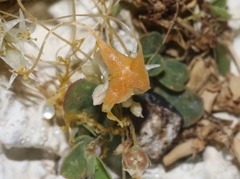 Smicronyx sculpticollis