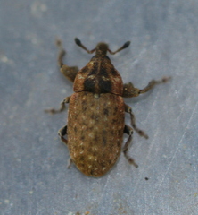 Acallopistus guttatus