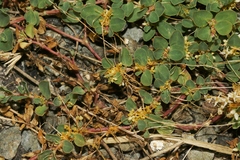 Cuscuta umbellata