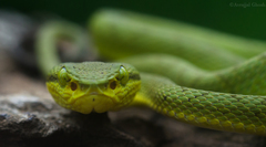 Craspedocephalus gramineus