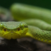 Common Bamboo Viper - Photo (c) avrajjal, some rights reserved (CC BY-NC)