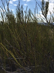 Ephedra torreyana