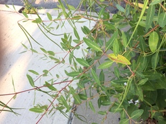 Apocynum cannabinum