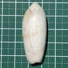 Oliva miniacea