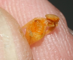 Smicronyx sculpticollis