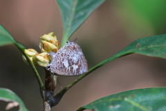 Arhopala birmana