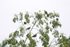 Treron formosae formosae