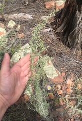 Artemisia carruthii