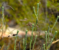 Athanasia microphylla