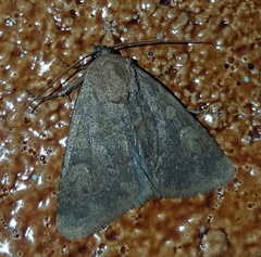 Lucasidia phenax