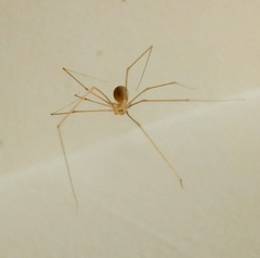 Micropholcus fauroti