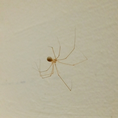 Micropholcus fauroti