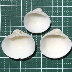 Lioconcha castrensis