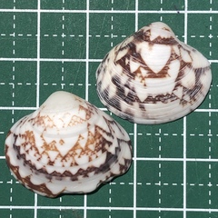 Lioconcha fastigiata