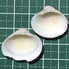 Lioconcha fastigiata