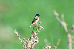 Sporophila ruficollis