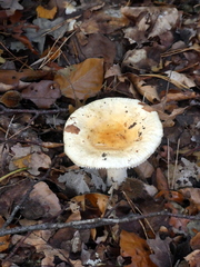 Russula fellea