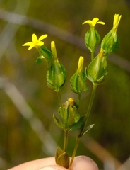 Sebaea micrantha intermedia