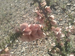 Bougainvillea spinosa